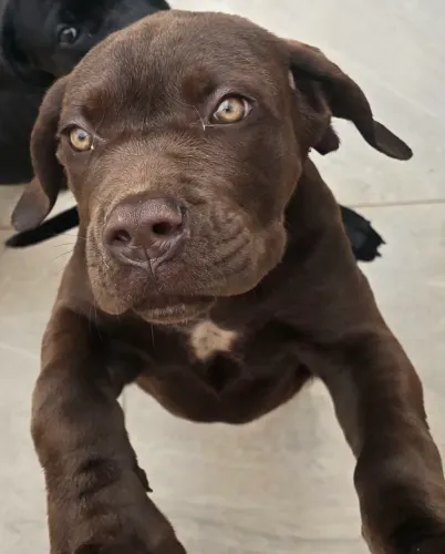 Cane Corso, fêmea disponível, filhote