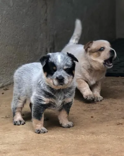 Blue Heeler & Red Heeler