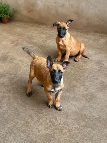 Filhote de Pastor Belga Malinois disponível para venda