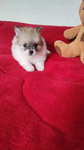 Spitz alemão