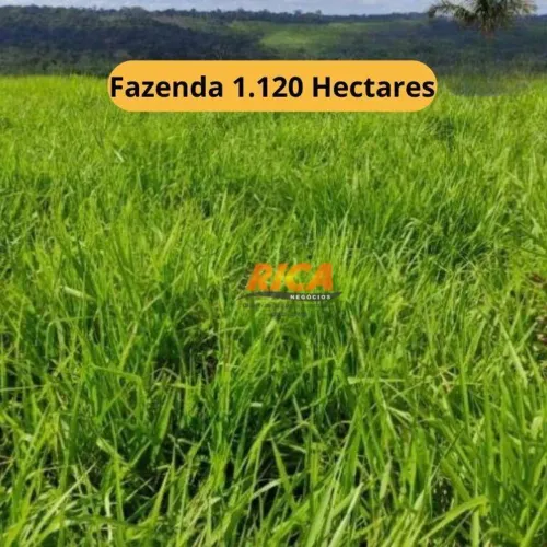 Vende-se Excelente fazenda com 1.120 hectares na Zona Rural de Apuí/AM