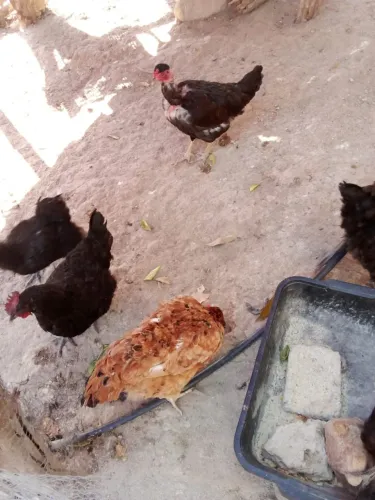 Galinha Caipira