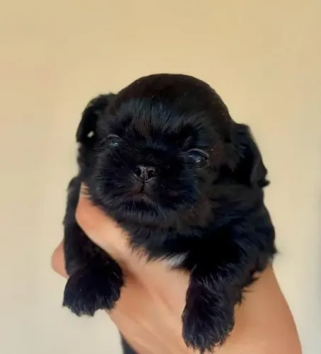 Filhote Chow-chow, Quem precisa de um despertador quando se tem um filhote animado?
