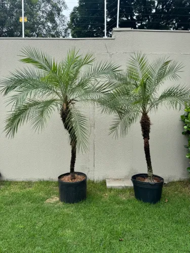 Palmeira ornamental