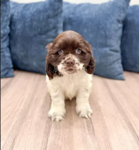 Cocker Spaniel dourado premium Caieiras Kennel