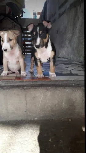 Bull Terrier ingles Filhotes de mais alto padrão da raça
