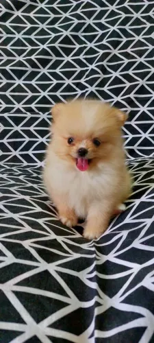 Spitz Alemão - Uma bolinha dourada.