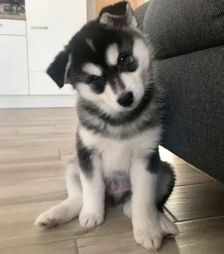 Filhote Husky Siberiano, Leve Um Lar a Um Filhote e Ganhe Amor Para Sempre!