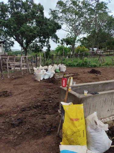 Esterco de gado
