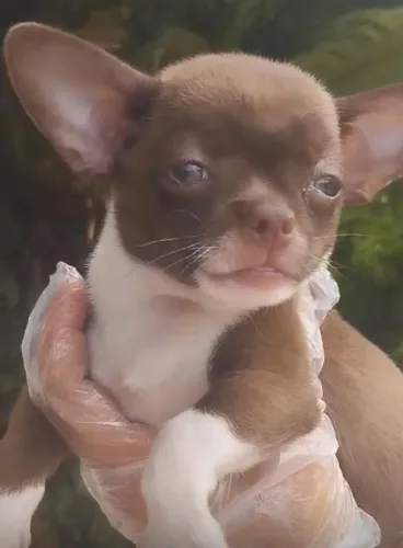 Chihuahua - Amor Compacto e Cheio de Personalidade