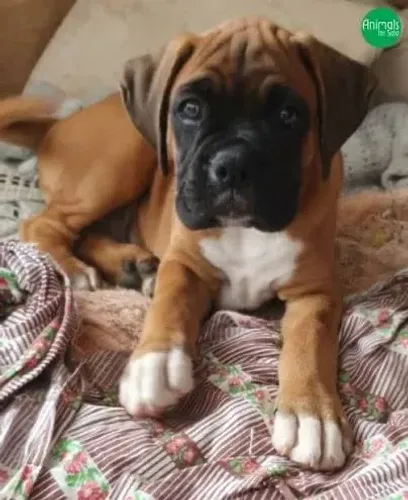 Boxer estão quase liberados 