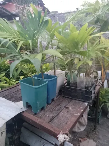 Palmeira indiana diversos tamanhos