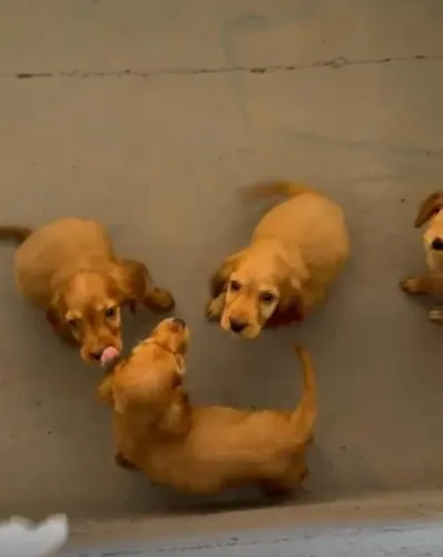 Cocker spaniel lindo e docil