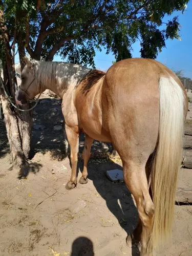 POTRO PURO DE ORIGEM