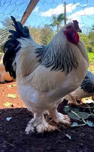 Ovos férteis de galinha Brahma/Light