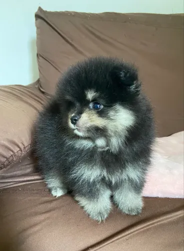 Filhote de Spitz alemão 