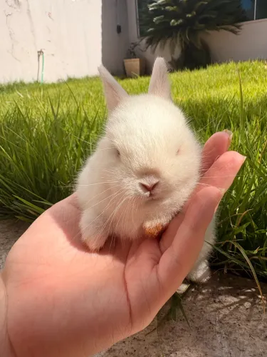 Coelho