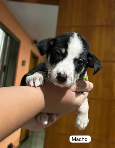 **ADOÇÃO RESPONSÁVEL ? PITBULL COM VIRA LATA