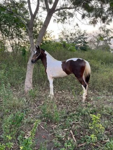 POTRA MANGALARGA PURA