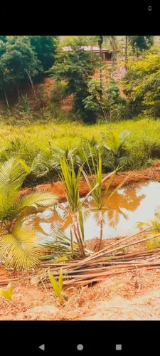 Sítio/Chácara, aceitamos troca por uma casa também.