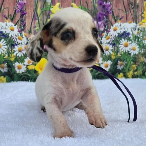 Dachshund | A pronta entrega