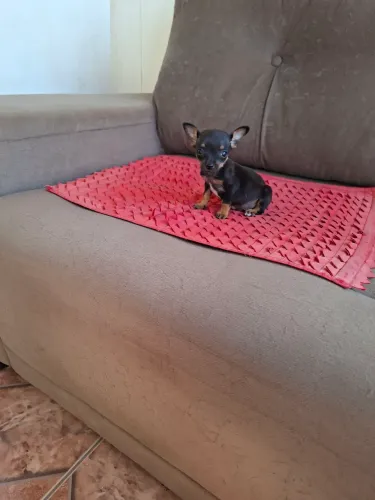LINDO FILHOTE PINCHER!!COMPRE HOJE!!