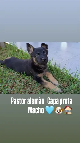 Pastor alemão macho capa preta com 47 dias $1.500,00