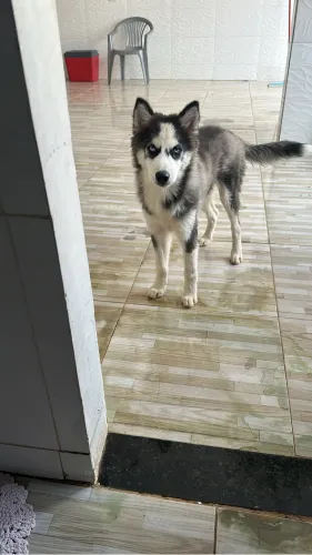 Cachorro docio