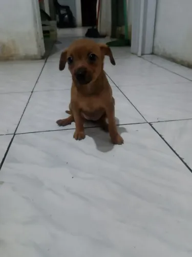 Pinscher 