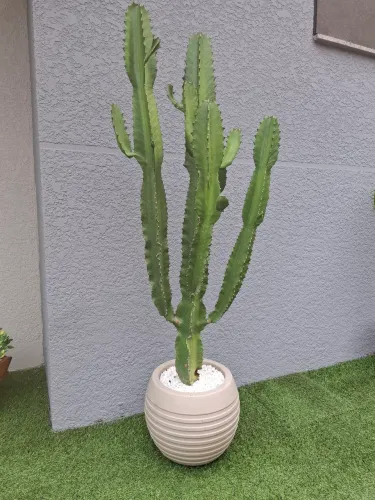 Cacto Natural com vaso