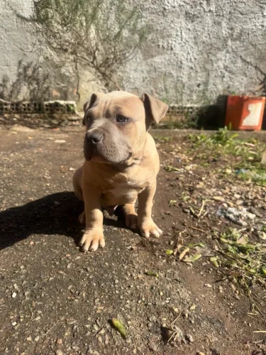 Pit monster