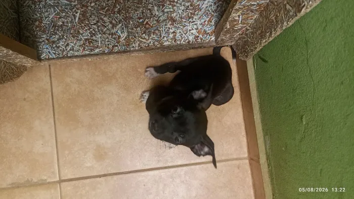 Cachorrinha para adoção