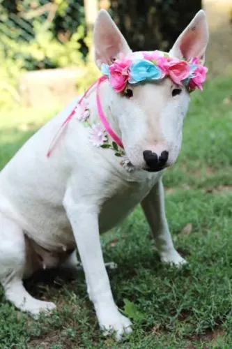 Filhotes de Bull Terrier Disponíveis ? Qualidade e Excelente Temperamento
