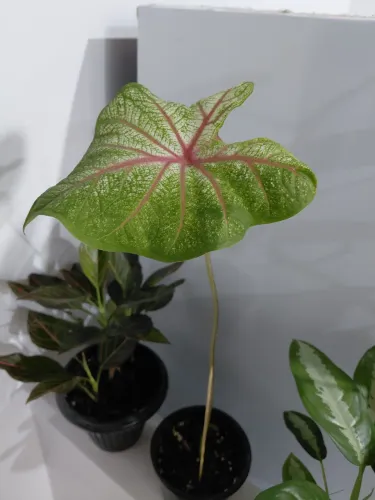 Plantas