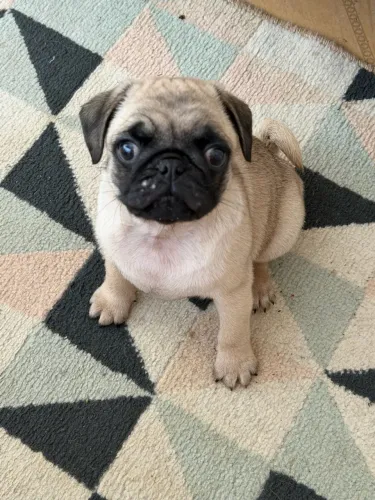 Pug abricot macho