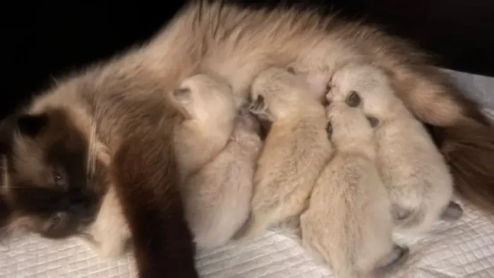 Filhotes Ragdoll Puros