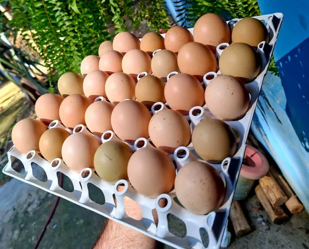 Ovos Galados Galinha Sertaneja Balão Baixa Grande Ba