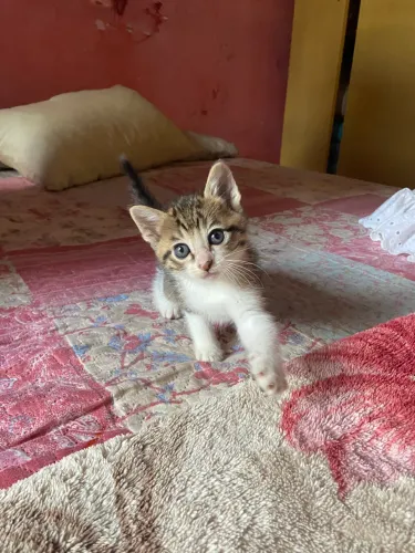 Gatos filhotes 