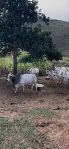 Tourinho Nelore P.O. (Reprodutor)