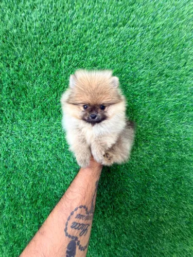 Lulu da pomerania anã