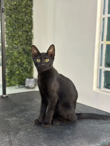 ADOÇÃO DE GATO