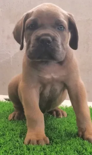 Cane corso 