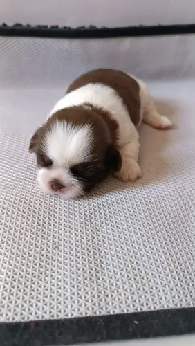 Filhotes de Shih Tzu Machos 