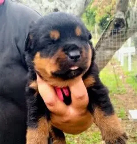 Rottweiler alemão top demais