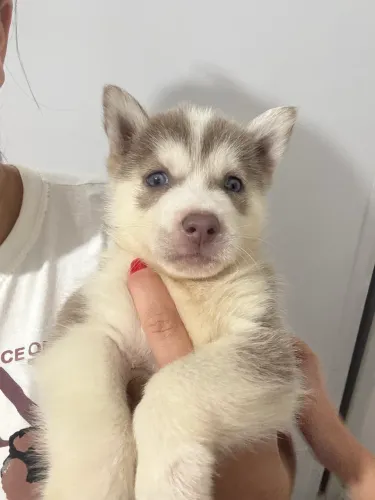 HUSKY SIBERIANO MACHO À VENDA!