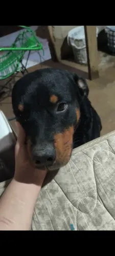 Cachorro puro de raça