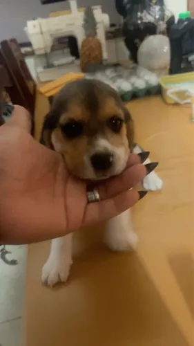 Beagle