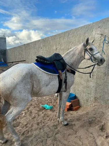 Vendo égua mangalarga