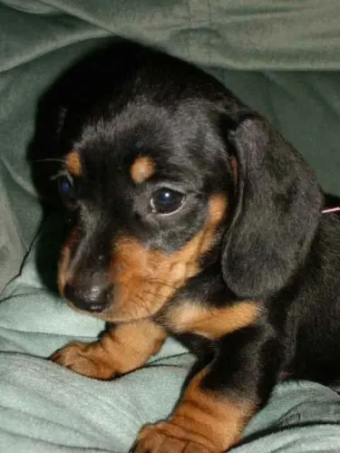 Filhote rottweiler, A Felicidade Tem Quatro Patas e Está Te Esperando!