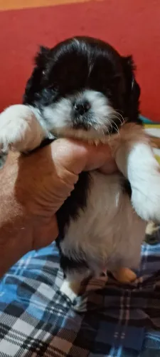 Shitzu macho 